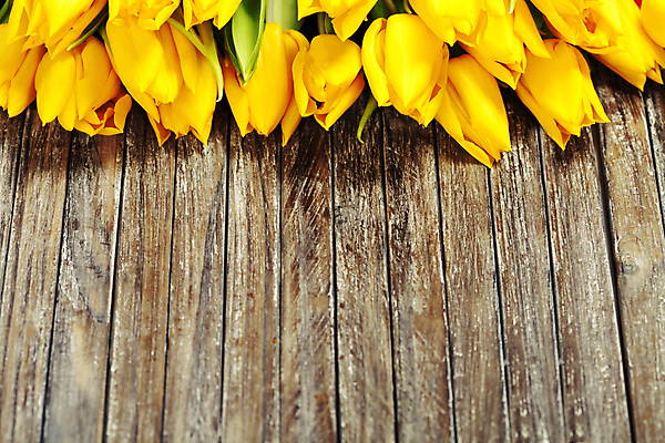 포토 JPG 해외이미지 꽃다발 실내 사람없음 튤립 나무탁자 카피스페이스 해외202004 해외포토 꽃 탁자 내부 공백 파일형식