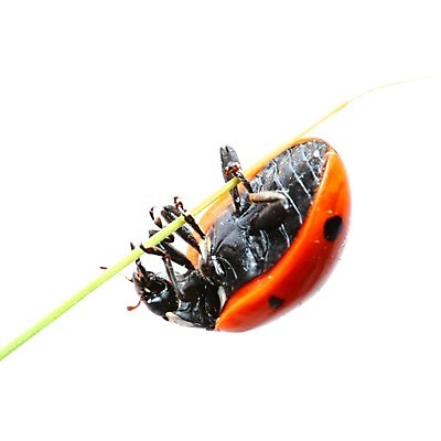 포토 JPG 해외이미지 식물 곤충 자연 사람없음 벌레 작음 무당벌레 내추럴 해외202004 해외202105 해외포토 동물 크기 생태계 파일형식