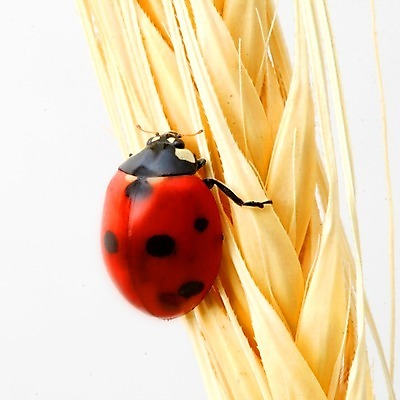 포토 JPG 해외이미지 식물 곤충 자연 사람없음 벌레 작음 밀 무당벌레 내추럴 해외202004 해외202105 해외포토 동물 곡류 크기 생태계 파일형식