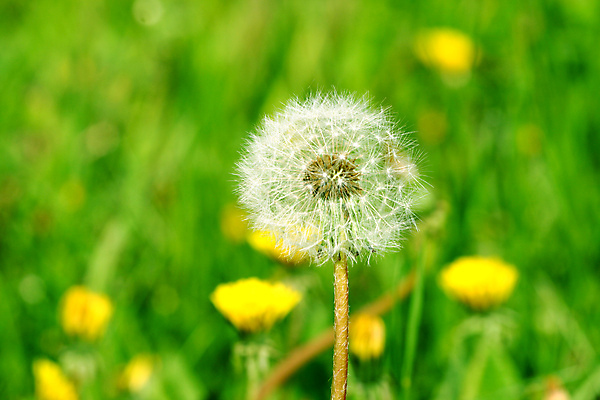 포토 JPG 해외이미지 식물 구름 계절 공원 꽃잎 꽃 행복 백그라운드 잎 꽃무늬 패턴 밭 농업 자연 벽지 하늘 풍경 초원 사람없음 야외 초록색 여름 파란색 컬러풀 태양 농장 노란색 우주 환경 정원 맑음 봄 벚꽃 흰색 시골 신선 닫기 민들레 장면 내추럴 해외202004 해외202105 해외포토 자연요소 공공시설 감정 산업 컬러 무늬 모션 날씨 생태계 파일형식