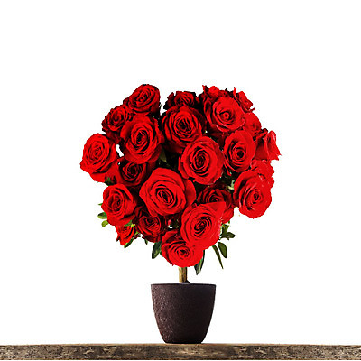 포토 JPG 해외이미지 모양 나무 꽃 꽃다발 결혼 백그라운드 컨셉 발렌타인데이 선물 사랑 사람없음 빨간색 장미 낭만 벚꽃 흰색 하트 신용카드 냄비 작음 다발 심볼 열정 고립 해외202004 해외202105 해외포토 식물 감정 컬러 데이이벤트 이벤트 금융 솥 크기 파일형식