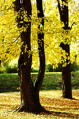 포토 JPG 해외이미지 나무 식물 계절 공원 길 줄기 단풍 잎 오렌지 자연 풍경 사람없음 야외 빨간색 초록색 컬러풀 노란색 평화 걷기 환경 하이킹 가을 나뭇가지 시골 황금 숲 11월 장면 10월 해외202004 해외202105 해외포토 공공시설 컬러 컨셉 과일 모션 레저 날짜 생태계 파일형식