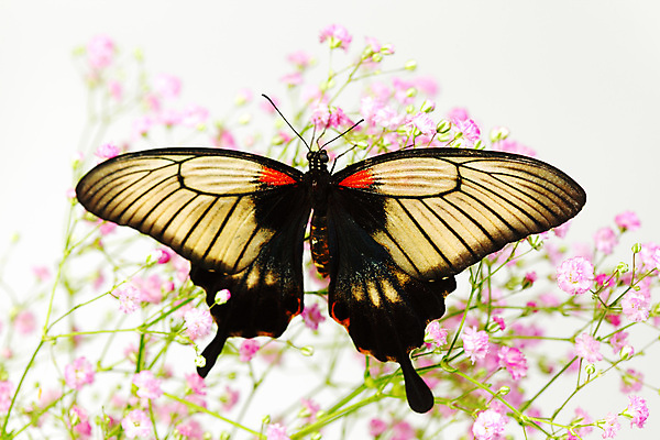 포토 JPG 해외이미지 식물 나비 곤충 자연 사람없음 벌레 숲 내추럴 해외202004 해외202105 해외포토 동물 생태계 파일형식