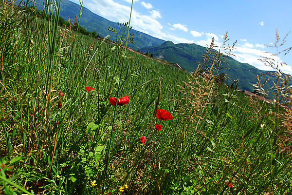 포토 JPG 해외이미지 나무 구름 꽃 유럽 여행 백그라운드 밭 자연 하늘 휴가 산 파노라마 풍경 초원 사람없음 야외 초록색 여름 파란색 농장 걷기 환경 계곡 맑음 봄 등산 하이킹 프랑스 시골 소나무 오스트리아 숲 언덕 알프스 절정 해외202004 해외202105 해외포토 자연요소 식물 계절 나라 컬러 농업 모션 레저 날씨 촬영기법 트래킹 생태계 파일형식