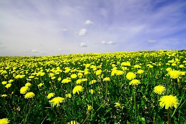 포토 JPG 해외이미지 식물 구름 계절 공원 꽃잎 꽃 행복 백그라운드 잎 꽃무늬 패턴 밭 농업 자연 벽지 하늘 풍경 초원 사람없음 야외 초록색 여름 파란색 컬러풀 태양 농장 노란색 우주 환경 정원 맑음 봄 벚꽃 흰색 시골 신선 닫기 민들레 장면 내추럴 해외202004 해외202105 해외포토 자연요소 공공시설 감정 산업 컬러 무늬 모션 날씨 생태계 파일형식