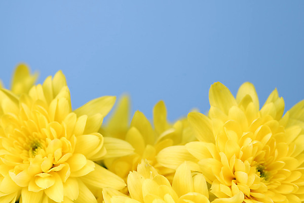 포토 JPG 해외이미지 식물 꽃 결혼 국화 사람없음 생일 카피스페이스 해외202004 해외202105 해외포토 기념일 이벤트 공백 파일형식