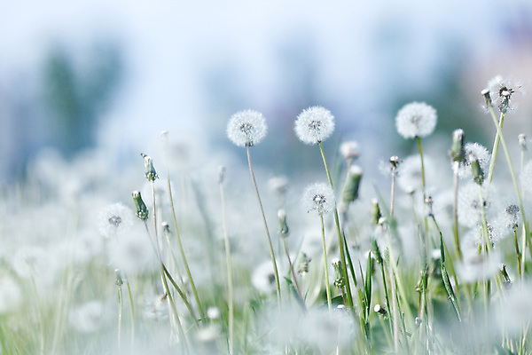 포토 JPG 해외이미지 식물 꽃 백그라운드 사람없음 빛 햇빛 민들레 부드러움 솜털 취급주의 해외202004 해외202105 해외포토 경고 태양 감각 파일형식