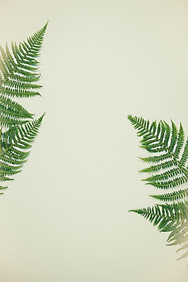 포토 JPG 해외이미지 잎 실내 사람없음 초록색 베이지색배경 카피스페이스 해외202004 해외포토 식물 컬러 백그라운드 내부 공백 베이지색 파일형식