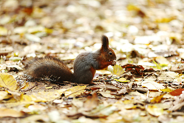 포토 JPG 해외이미지 나무 동물 응시 공원 야생동물 포즈 잎 겨울 포유류 털 앉기 사람없음 야외 태양 갈색 우주 저녁식사 회색 가을 나뭇가지 설치류 숲 꼬리 다람쥐 내추럴 해외202004 해외202105 해외포토 자연요소 식물 시선 계절 공공시설 컬러 모션 식사 파일형식