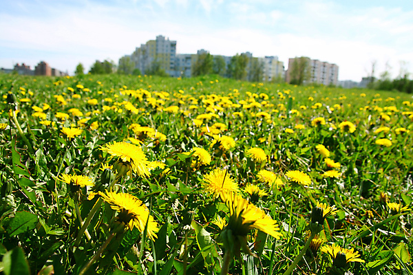 포토 JPG 해외이미지 식물 구름 공원 꽃잎 꽃 행복 백그라운드 잎 꽃무늬 하늘 풍경 초원 사람없음 야외 태양 우주 시골 민들레 장면 내추럴 해외202004 해외202105 해외포토 자연요소 공공시설 감정 무늬 파일형식