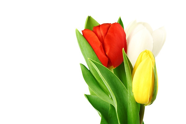 포토 JPG 해외이미지 식물 기념일 꽃잎 꽃 꽃다발 백그라운드 꽃무늬 부활절 기념 선물 사랑 사람없음 우주 낭만 튤립 축하 인사 클래식 다발 배열 꽃집 내추럴 칭찬 해외202004 해외202105 해외포토 감정 컨셉 무늬 이벤트 상점 예절 파일형식