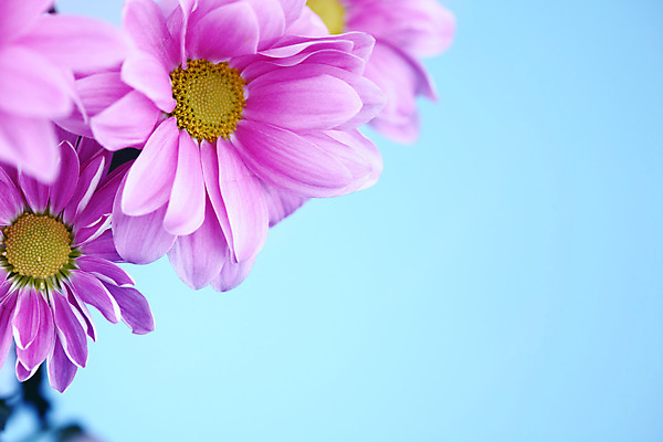 포토 JPG 해외이미지 식물 꽃 분홍색 결혼 국화 사람없음 생일 카피스페이스 해외202004 해외202105 해외포토 기념일 컬러 이벤트 공백 파일형식