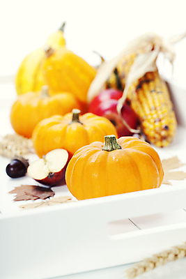 포토 JPG 해외이미지 낙엽 호박 쟁반 실내 사람없음 아웃포커스 농작물 가을 사과 흰배경 찰옥수수 해외202004 해외포토 계절 백그라운드 잎 농업 채소 과일 촬영기법 옥수수 내부 흰색 파일형식
