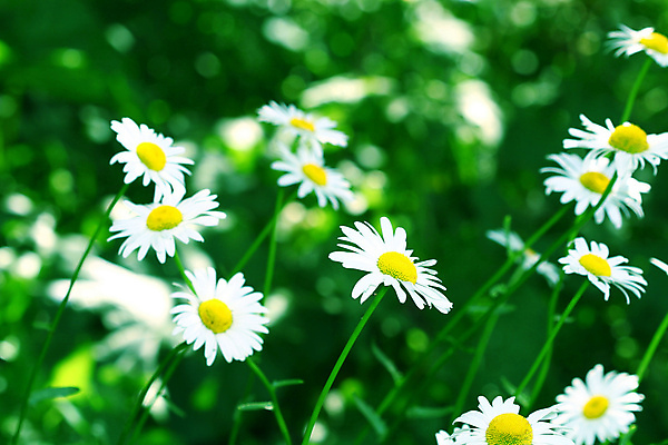 포토 JPG 해외이미지 식물 꽃잎 꽃 분홍색 사람없음 빛 보라색 투명 데이지 세피아 캐모마일 해외202004 해외202105 해외포토 컬러 촬영기법 허브 파일형식