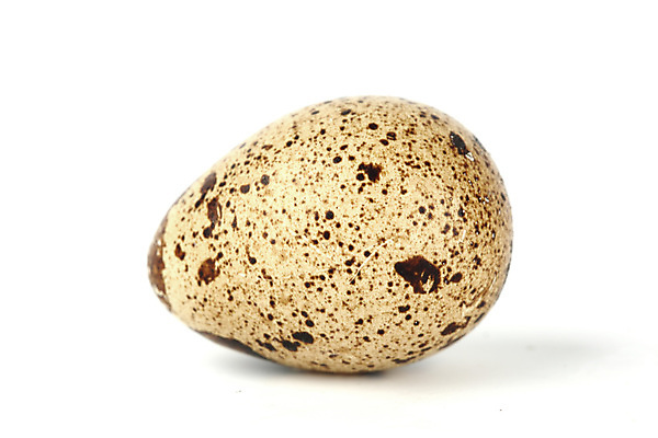 포토 JPG 해외이미지 음식 백그라운드 재료 조류 부활절 3 사람없음 갈색 계란 껍질 아침식사 슛 노른자 단백질 식품점 해외202004 해외202105 해외포토 동물 기념일 컬러 상점 알 식사 영양소 파일형식