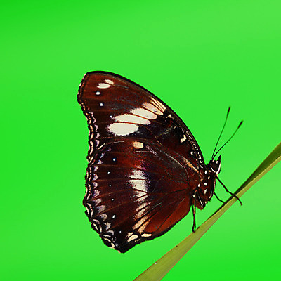 포토 JPG 해외이미지 식물 야생동물 나비 곤충 사람없음 내추럴 해외202004 해외202105 해외포토 동물 파일형식