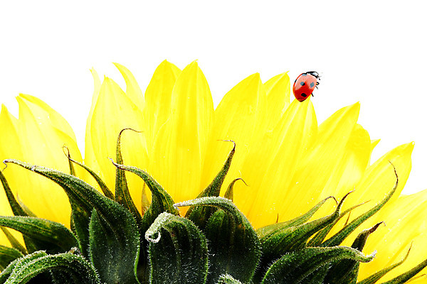 포토 JPG 해외이미지 식물 꽃잎 곤충 해바라기 사람없음 야외 벌레 작음 무당벌레 해외202004 해외202105 해외포토 동물 꽃 크기 파일형식