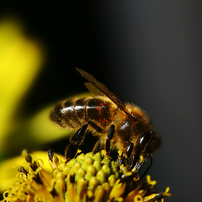 포토 JPG 해외이미지 식물 무료이미지 꽃잎 꽃 곤충 잎 하늘 초원 사람없음 야외 여름 봄 모임 마시기 작업 달콤 제조 벌 꽃가루 꿀 영양분 해외202004 해외202105 해외포토 동물 계절 모션 맛 가루 파일형식 무료콘텐츠