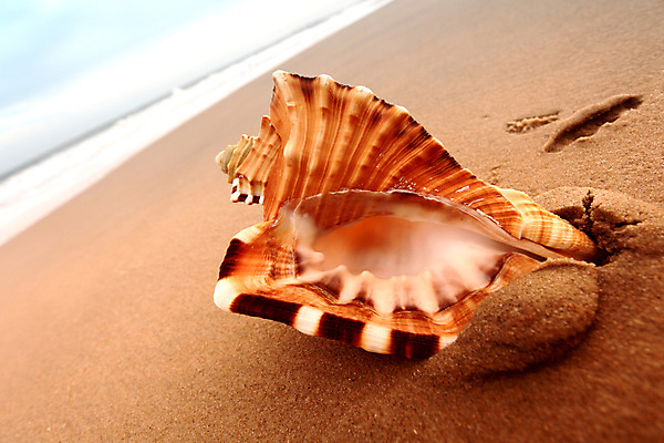 포토 JPG 해외이미지 무료이미지 모래 파도 바다 섬 여행 하늘 휴가 조개 휴식 멕시코 풍경 사람없음 여름 여행객 일몰 껍질 서핑 산호 휴양지 해외202004 해외202105 해외포토 계절 컨셉 북아메리카 어패류 사람 노을 장소 수상스포츠 자포동물 파일형식