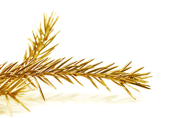 포토 JPG 해외이미지 나무 식물 크리스마스 휴가 새해 프레임 사람없음 장식 나뭇가지 상록수 침엽수 가문비나무 국경 해외202004 해외202105 해외포토 기념일 파일형식