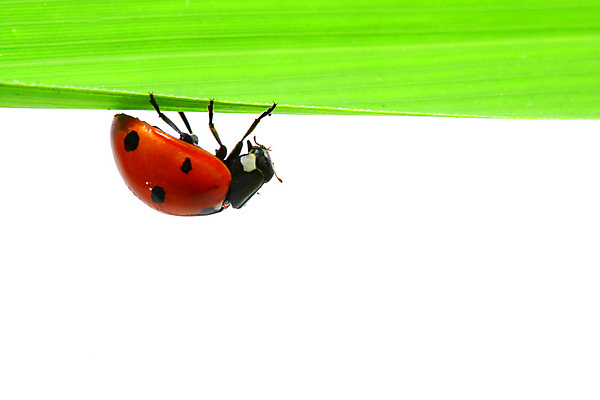 포토 JPG 해외이미지 식물 곤충 사람없음 벌레 작음 무당벌레 해외202004 해외202105 해외포토 동물 크기 파일형식