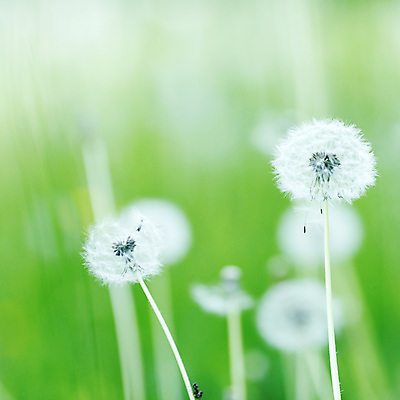 포토 JPG 해외이미지 식물 꽃 사람없음 빛 햇빛 봄 민들레 부드러움 솜털 취급주의 해외202004 해외202105 해외포토 계절 경고 태양 감각 파일형식