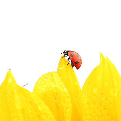 포토 JPG 해외이미지 식물 꽃잎 곤충 해바라기 사람없음 야외 벌레 작음 무당벌레 해외202004 해외202105 해외포토 동물 꽃 크기 파일형식