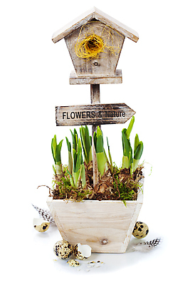 포토 JPG 해외이미지 화분 실내 사람없음 표지판 둥지 흰배경 원예 수선화 메추리알 해외202004 해외포토 꽃 백그라운드 알림판 취미 내부 알 흰색 파일형식