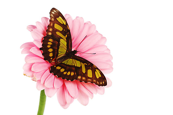 포토 JPG 해외이미지 식물 꽃잎 나비 곤충 잎 사람없음 해외202004 해외202105 해외포토 동물 꽃 파일형식