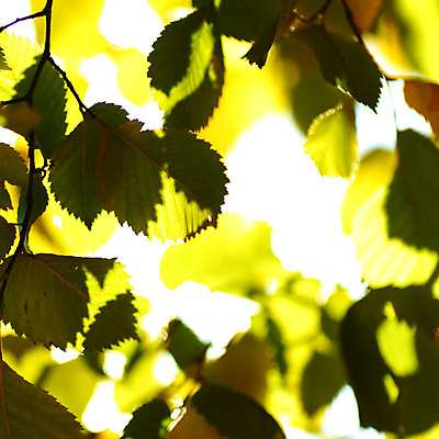 포토 JPG 해외이미지 나무 무료이미지 공원 단풍 잎 캐나다 프레임 건조 풍경 사람없음 야외 빛 산책 가을 나뭇가지 플랫 숲 장면 엘리먼트 해외202004 해외202105 해외포토 식물 계절 공공시설 북아메리카 휴식 파일형식 무료콘텐츠