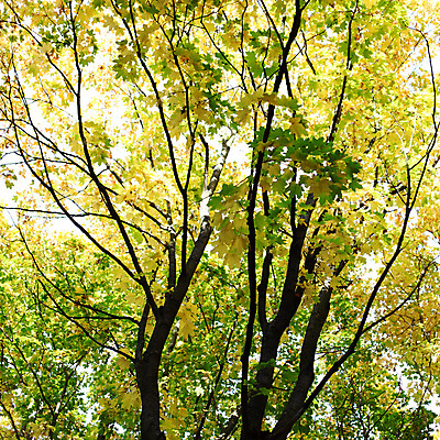 포토 JPG 해외이미지 나무 공원 단풍 잎 캐나다 프레임 건조 풍경 사람없음 야외 빛 산책 가을 나뭇가지 플랫 숲 장면 엘리먼트 해외202004 해외202105 해외포토 식물 계절 공공시설 북아메리카 휴식 파일형식