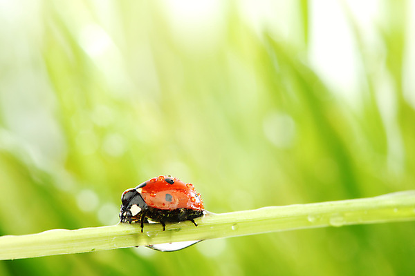 포토 JPG 해외이미지 야생동물 곤충 잎 초원 사람없음 물 물방울 작음 무당벌레 해외202004 해외202105 해외포토 자연요소 식물 동물 크기 파일형식