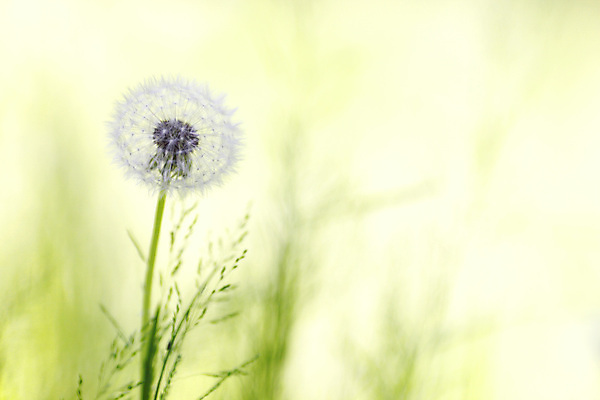 포토 JPG 해외이미지 무료이미지 백그라운드 사람없음 연두색 풀잎 민들레홀씨 해외202004 해외202105 해외포토 잎 초록색 풀_식물 민들레 파일형식 무료콘텐츠