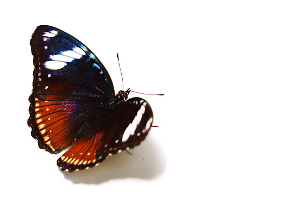 포토 JPG 해외이미지 야생동물 나비 곤충 생물 사람없음 해외202004 해외202105 해외포토 동물 파일형식