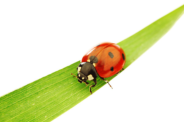 포토 JPG 해외이미지 곤충 잎 사람없음 벌레 작음 무당벌레 해외202105 해외포토 식물 동물 크기 파일형식