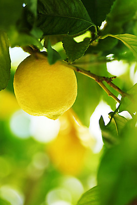 포토 JPG 해외이미지 나무 잎 귤 매달리기 사람없음 농작물 햇빛 농장 맑음 주스 성장 나뭇가지 소프트포커스 숲 다발 지중해 레몬 가득함 보케 라임 블러 카피스페이스 해외202105 레몬나무 해외포토 식물 음료 바다 농업 과일 모션 날씨 촬영기법 태양 공백 파일형식
