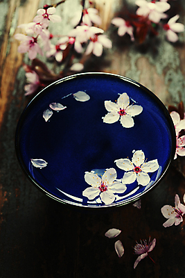 포토 JPG 해외이미지 실내 사람없음 물 벚꽃 사발 나무바닥 아로마테라피 해외202004 해외포토 자연요소 꽃 바닥 내부 사기그릇 테라피 파일형식