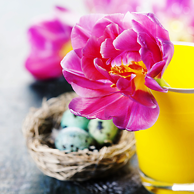 포토 JPG 해외이미지 화분 부활절 실내 근접촬영 사람없음 아웃포커스 튤립 둥지 메추리알 해외202004 해외포토 기념일 꽃 뷰포인트 촬영기법 내부 알 파일형식