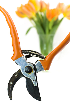 포토 JPG 해외이미지 실내 사람없음 아웃포커스 꽃병 튤립 흰배경 원예 화초가위 그리너리 해외202004 해외포토 꽃 백그라운드 가위_도구 촬영기법 취미 내부 흰색 파일형식 트랜드컬러