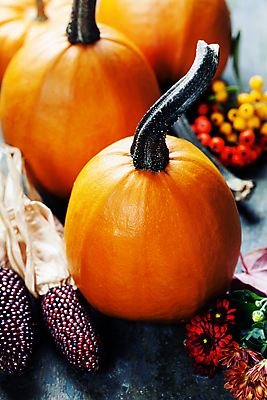 포토 JPG 해외이미지 열매 꽃 호박 실내 사람없음 농작물 가을 나무바닥 흑찰옥수수 해외202004 해외포토 식물 계절 농업 채소 바닥 내부 찰옥수수 파일형식