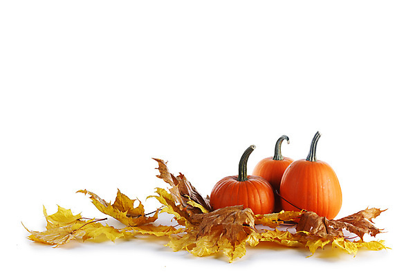 포토 JPG 해외이미지 호박 사람없음 노란색 할로윈 가을 11월 추수감사절 해외202105 해외포토 계절 기독교 컬러 채소 날짜 파일형식