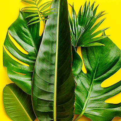 포토 JPG 해외이미지 근접촬영 사람없음 노란배경 몬스테라 열대잎 해외202004 해외포토 식물 뷰포인트 백그라운드 잎 노란색 파일형식