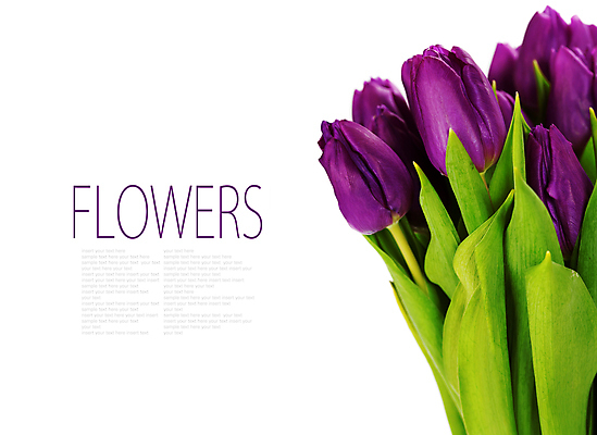 포토 JPG 해외이미지 꽃잎 사람없음 튤립 흰배경 카피스페이스 해외202004 해외포토 꽃 백그라운드 공백 흰색 파일형식