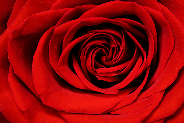 포토 JPG 해외이미지 실내 발렌타인데이 사랑 근접촬영 사람없음 빨간색 장미 해외202105 해외포토 꽃 감정 뷰포인트 컬러 데이이벤트 내부 파일형식