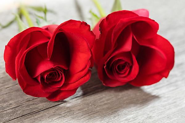 포토 JPG 해외이미지 실내 발렌타인데이 사랑 사람없음 아웃포커스 장미 나무배경 해외202105 해외포토 꽃 감정 백그라운드 데이이벤트 촬영기법 내부 파일형식