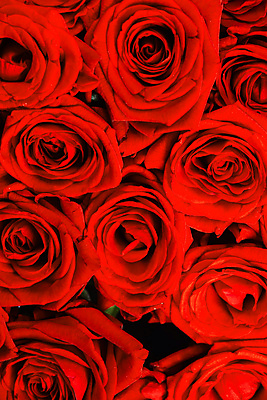 포토 JPG 해외이미지 꽃다발 실내 발렌타인데이 사랑 사람없음 빨간색 장미 해외202105 해외포토 꽃 감정 컬러 데이이벤트 내부 파일형식