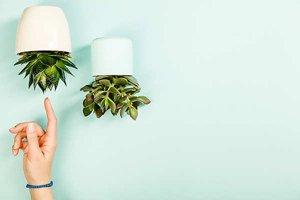 포토 JPG 해외이미지 손 화분 실내 신체부위 하이앵글 가리킴 다육식물 카피스페이스 민트색배경 해외202004 해외포토 식물 뷰포인트 백그라운드 사람 손짓 내부 공백 민트색 파일형식