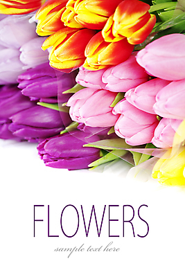 포토 JPG 해외이미지 꽃다발 실내 타이포그라피 사람없음 튤립 흰배경 카피스페이스 해외202004 해외포토 문자 꽃 백그라운드 내부 공백 흰색 파일형식