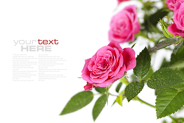 포토 JPG 해외이미지 잎 실내 사람없음 장미 물방울 흰배경 카피스페이스 해외202004 해외포토 식물 꽃 백그라운드 내부 공백 흰색 파일형식