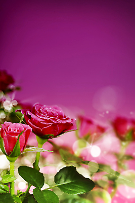 포토 JPG 해외이미지 실내 사람없음 아웃포커스 장미 보케 분홍색배경 해외202004 해외포토 꽃 분홍색 백그라운드 촬영기법 내부 파일형식